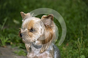 Yorkshire Terrier is a small terrier type dog breed. Walking in the park with your pet. Nice good-natured dog