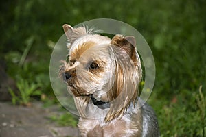 Yorkshire Terrier is a small terrier type dog breed. Walking in the park with your pet. Nice good-natured dog