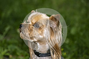 Yorkshire Terrier is a small terrier type dog breed. Walking in the park with your pet. Nice good-natured dog.