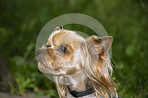 Yorkshire Terrier is a small terrier type dog breed. Walking in the park with your pet. Nice good-natured dog.