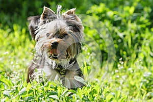 Yorkshire Terrier in the grass