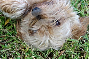 Yorkshire terrier photo