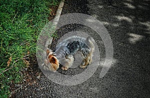 Yorkshire Terrier sniffing in the park