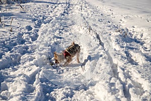 Yorkshire Terrier sniffs in the snow