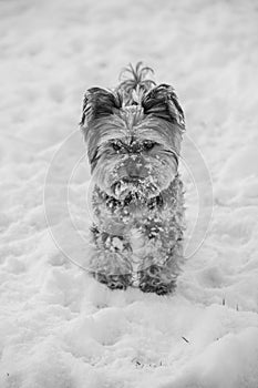 Yorkshire terrier in the snow