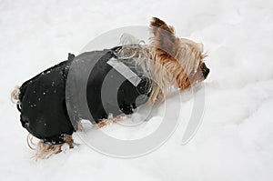 Yorkshire terrier in the snow