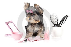 Yorkshire terrier with spa accessories