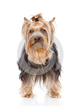 Yorkshire Terrier standing in front. isolated on white background