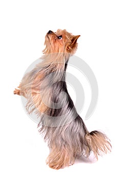 Yorkshire Terrier standing on hind legs