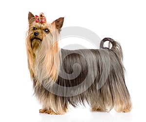 Yorkshire Terrier standing in profile. isolated on white background