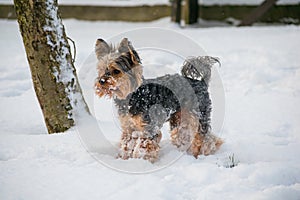 Yorkshire terrier standing in the snow