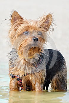 Yorkshire Terrier stands in the water on the beach