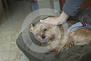 Yorkshire Terrier stayed home and is stroked by a girl. Sick dog in a hygienic belt