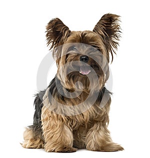 Yorkshire Terrier sticking the tongue out