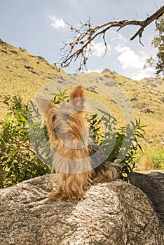 Yorkshire Terrier on a Stone