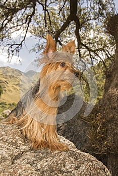 Yorkshire Terrier on a Stone