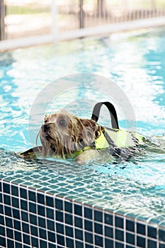 Yorkshire-Terrier swimming
