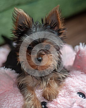 Yorkshire Terrier, Teacup, Fun Loving Dog