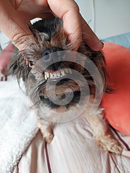 Yorkshire Terrier teeth, smiling dog photo