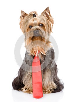 Yorkshire Terrier with tie. isolated on white background