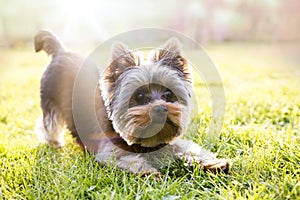 Yorkshire terrier waiting for play