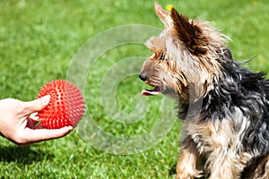 Yorkshire terrier waiting for a toy bone. Owner`s hand giving dog a toy.