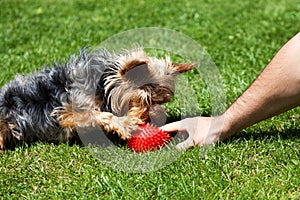 Yorkshire terrier waiting for a toy bone. Owner`s hand giving dog a toy.