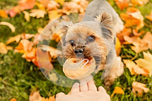 Yorkshire terrier waiting for a toy bone. Owner`s hand giving dog a toy.Cute puppy has fun outdoor. Happy dog walking