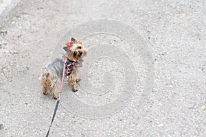 Yorkshire Terrier for a walk on a leash