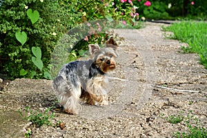 Yorkshire terrier during a walk in nature