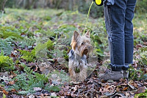 Yorkshire Terrier walking in the autumn forest with a leash