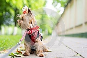 Yorkshire Terrier walks on a leash