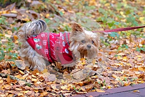 Yorkshire terrier in warm clothes in autumn park while walking