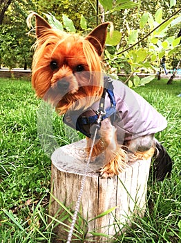 Yorkshire terrier in warm clothes sitting on hemp in autumn park