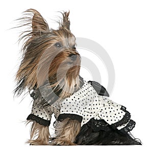 Yorkshire Terrier wearing black and white dress