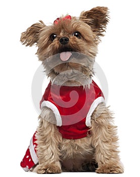 Yorkshire Terrier wearing red, 4 and a half
