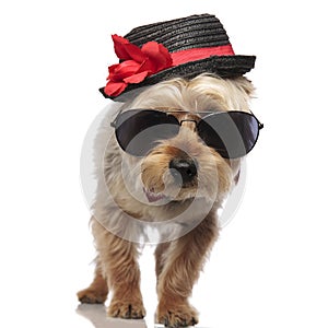 Yorkshire Terrier wearing red bow tie and a decorated hat