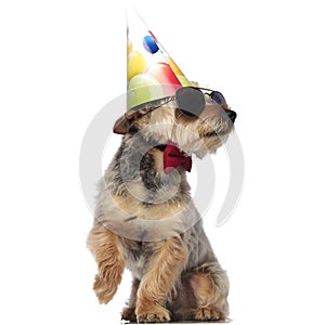 Yorkshire Terrier wearing sunglasses and party hat