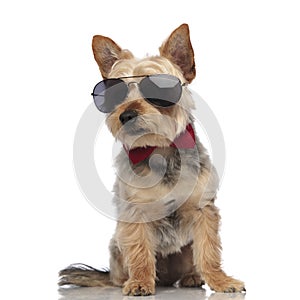 Yorkshire Terrier wearing sunglasses and red bow tie