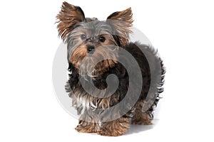 Yorkshire terrier on the white