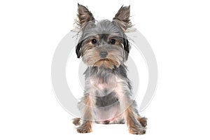 Yorkshire terrier on the white