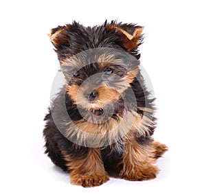 Yorkshire Terrier of a white background