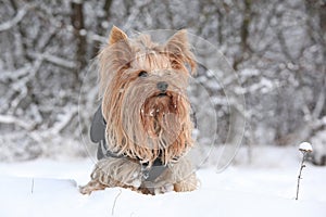 Yorkshire terrier in winter