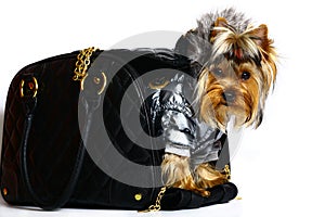 Yorkshire terrier in the winter clothes.