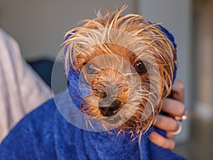 Yorkshire Terrier wrapped in a towel after bathing. Cute and funny dog.