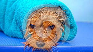 The Yorkshire Terrier is wrapped in a turquoise towel after washing its fur. Thus, the dog is passively dried photo