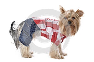 Yorkshire Terrier