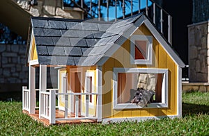 Yorkshire terrier in a yellow dog house