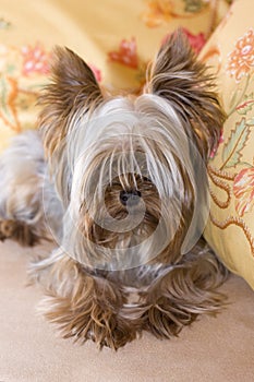Yorkshire terrier on yellow pilows