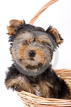 Yorkshire Terrier (York) puppy